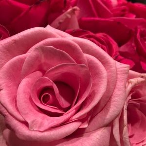 Meet your Posher, Mariya